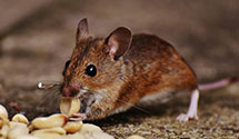 24 Hour & Emergency Exterminators in Uhrichsville, OH